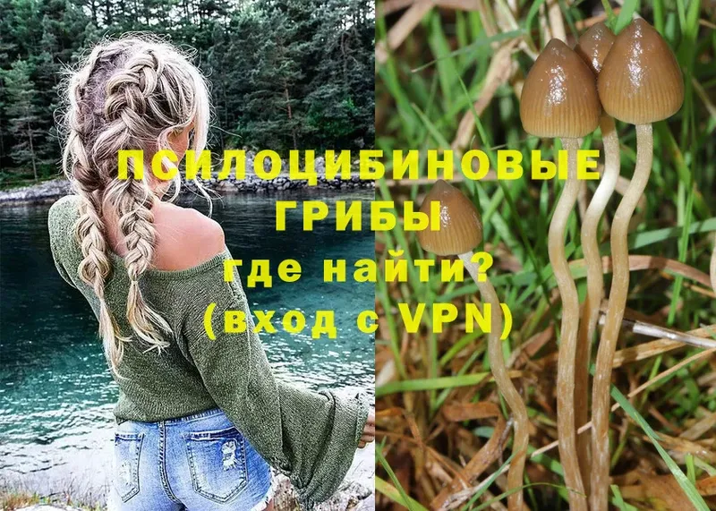 МЕГА как войти  наркотики  Саки  Галлюциногенные грибы Psilocybe 